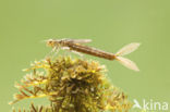 Scarce Blue-tailed Damselfly (Ischnura pumilio)