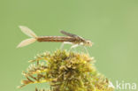 Scarce Blue-tailed Damselfly (Ischnura pumilio)