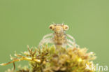 Scarce Blue-tailed Damselfly (Ischnura pumilio)