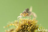 Scarce Blue-tailed Damselfly (Ischnura pumilio)