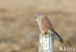 Torenvalk (Falco tinnunculus)