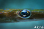 Trumpetfish (Aulostomus maculatus)