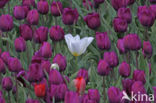 Tulp (Tulipa)