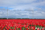 Tulip (Tulipa)