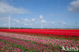 Tulip (Tulipa)