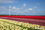 Tulip (Tulipa)