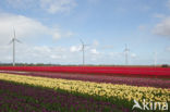 Tulip (Tulipa)