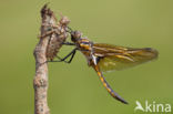 Tweevlek (Epitheca bimaculata)