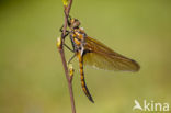 Tweevlek (Epitheca bimaculata)