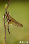 Tweevlek (Epitheca bimaculata)