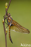 Epitheca bimaculata