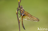 Tweevlek (Epitheca bimaculata)