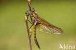 Tweevlek (Epitheca bimaculata)