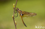 Tweevlek (Epitheca bimaculata)