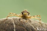 Tweevlek (Epitheca bimaculata)