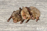 Mouse-eared Bat (Myotis myotis)