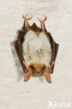 Vale vleermuis (Myotis myotis) 