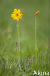 Arnica (Arnica montana)