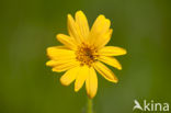 Arnica (Arnica montana)