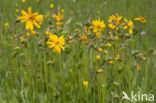 Arnica (Arnica montana)