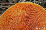 False Chanterelle (Hygrophoropsis aurantiaca)