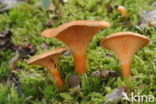 False Chanterelle (Hygrophoropsis aurantiaca)