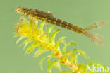 Variable Damselfly (Coenagrion pulchellum)