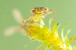 Variable Damselfly (Coenagrion pulchellum)