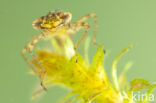 Variabele waterjuffer (Coenagrion pulchellum)