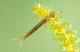 Variabele waterjuffer (Coenagrion pulchellum)