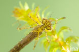 Variable Damselfly (Coenagrion pulchellum)