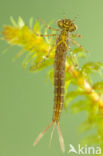 Variable Damselfly (Coenagrion pulchellum)