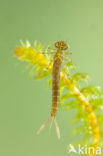 Variabele waterjuffer (Coenagrion pulchellum)