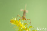 Variabele waterjuffer (Coenagrion pulchellum)