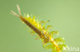 Variable Damselfly (Coenagrion pulchellum)