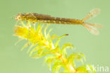 Variable Damselfly (Coenagrion pulchellum)