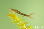 Variabele waterjuffer (Coenagrion pulchellum)