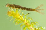 Variabele waterjuffer (Coenagrion pulchellum)