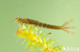 Variabele waterjuffer (Coenagrion pulchellum)