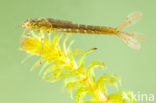 Variable Damselfly (Coenagrion pulchellum)