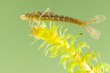 Variabele waterjuffer (Coenagrion pulchellum)