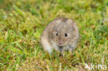 Common Vole (Microtus arvalis)