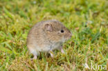 Common Vole (Microtus arvalis)