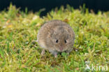 Common Vole (Microtus arvalis)