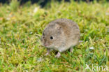 Common Vole (Microtus arvalis)