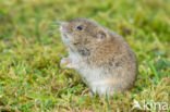 Common Vole (Microtus arvalis)