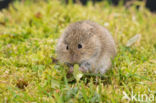 Common Vole (Microtus arvalis)