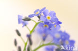 Forget-me-not (Myosotis spec.)