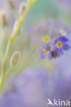 Forget-me-not (Myosotis spec.)