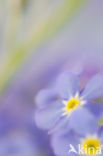 Forget-me-not (Myosotis spec.)